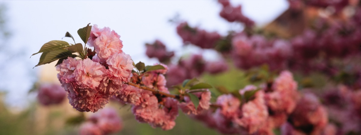 Pink cherry blossoms in bloom